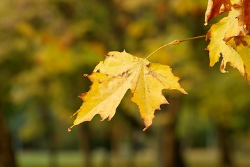 Image showing Leaf