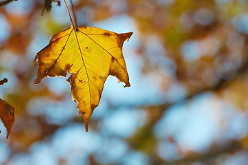 Image showing Leaf