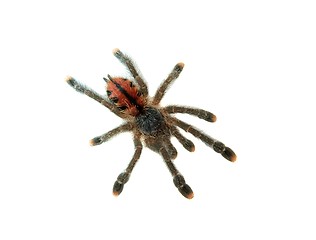 Image showing Tarantula