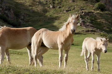 Image showing Horses