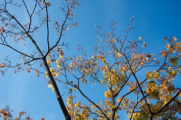 Image showing Leaves