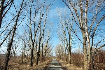 Image showing Trees