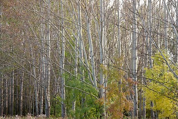 Image showing Trees