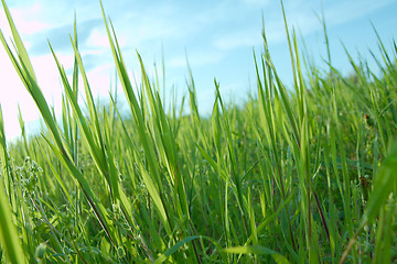 Image showing Grass