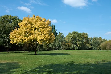 Image showing Autumn tree