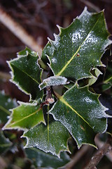 Image showing Christmas Leaf