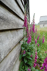 Image showing Old house with flowers