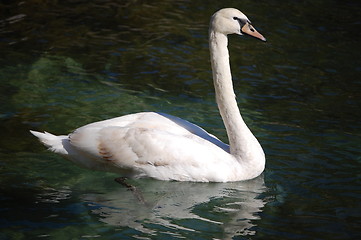 Image showing Swan lake
