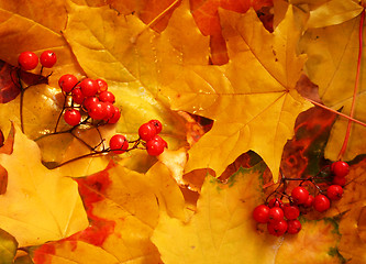 Image showing Ash berry clusters on autumn yellow maple leaves 