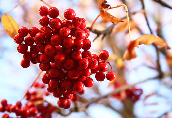 Image showing Autumn. Branch of ashberry 