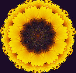 Image showing sunflower abstract