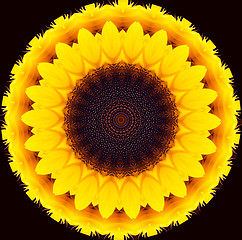 Image showing sunflower illustration