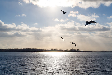 Image showing Gulls over a sunlit lake