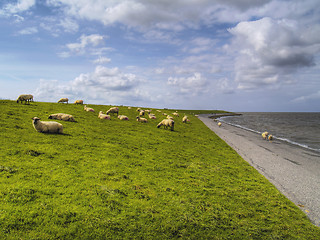 Image showing sheep on dike