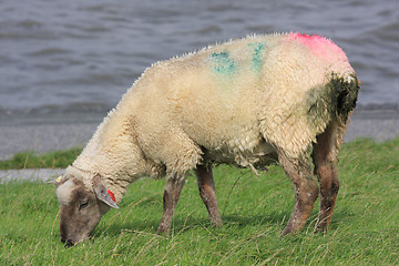 Image showing sheep on dike