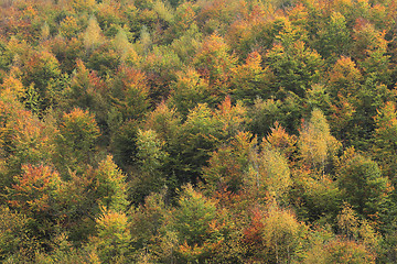 Image showing Autumn forest