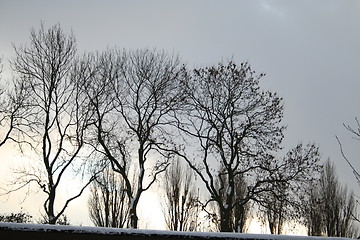 Image showing Trees during winter