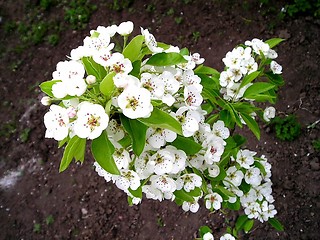 Image showing Blossoming pear