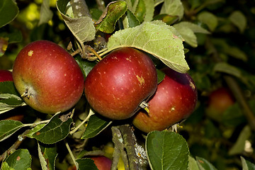 Image showing Apples