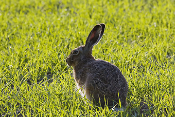 Image showing Hare in grass