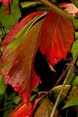 Image showing Autumn leaves