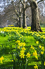 Image showing Daffodils in St. James's Park