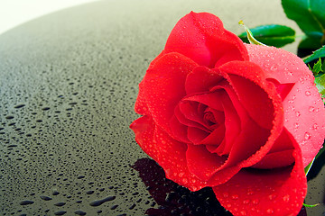 Image showing Wet Rose