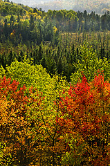 Image showing Fall forest rain storm