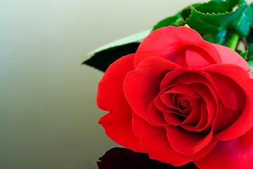Image showing Pristine Rose