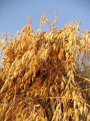 Image showing Drying oats