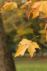 Image showing Autumn