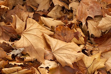 Image showing Leaves