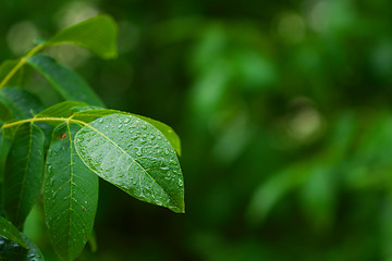 Image showing Leaves