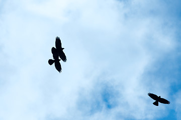 Image showing Crows