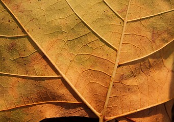 Image showing Leaf