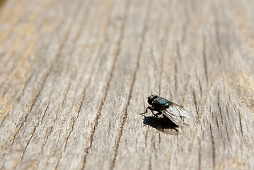 Image showing Fly