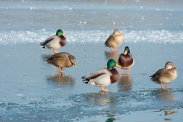 Image showing Ducks