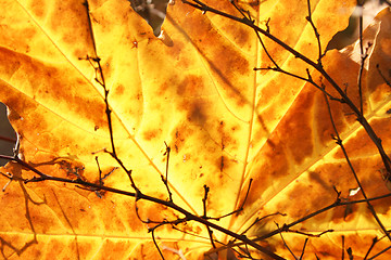 Image showing Autumn yellow maple leaf background 