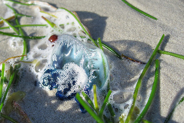 Image showing Jellyfish in Key West, Florida, January 2007