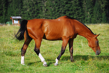 Image showing Horse, Val Visdende, Italy, July 2007