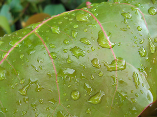 Image showing Leaf Drops, Florida, January 2007