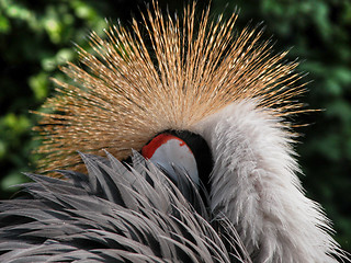 Image showing Hiding Bird, Veneto, Italy, May 2003