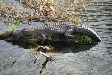 Image showing Relaxed Crocodile, Everglades, Florida, January 2007