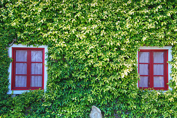 Image showing Red Windows in a Carpet of Green Leaves, Bolgheri, Italy, March 
