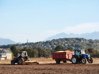 Image showing Corn harvest