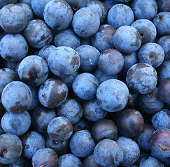 Image showing Crop of autumn sloes. Blackthorn 