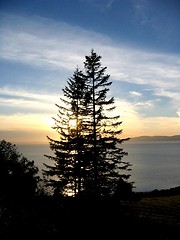 Image showing Spruces in the sunset