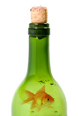 Image showing Bottle of wine and goldfish