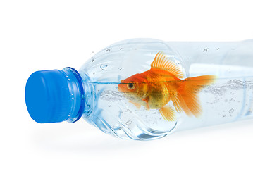 Image showing bottle and gold fish