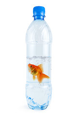 Image showing gold fish at water bottle